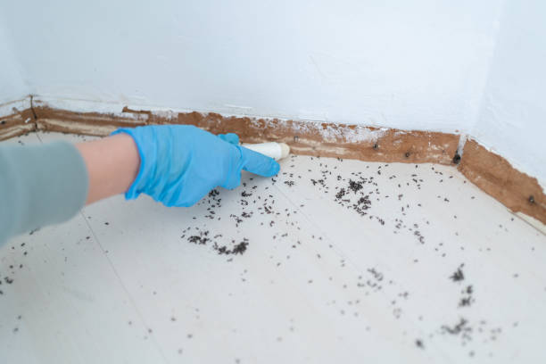 Best Termite Control Services  in Oak Hills, OR